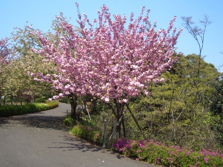 八重桜.JPG