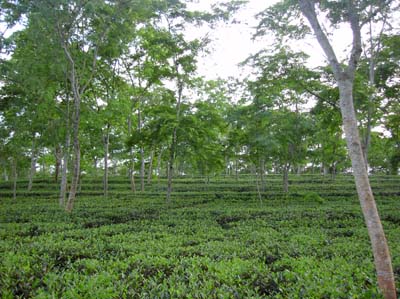 Tea Garden4