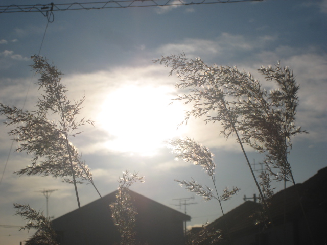 朝の散歩110.JPG
