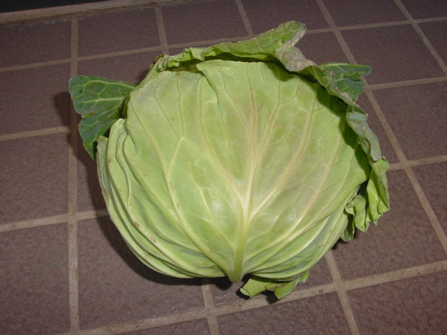 キャベツ初収穫.JPG
