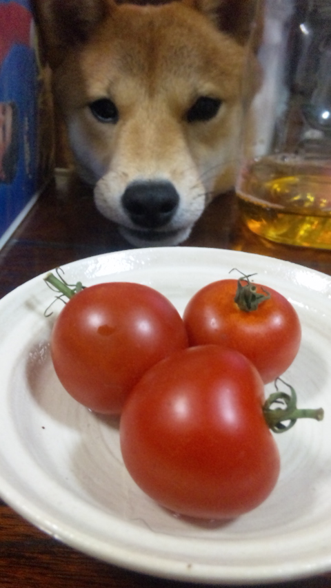 飛燕