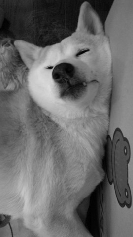 セナ