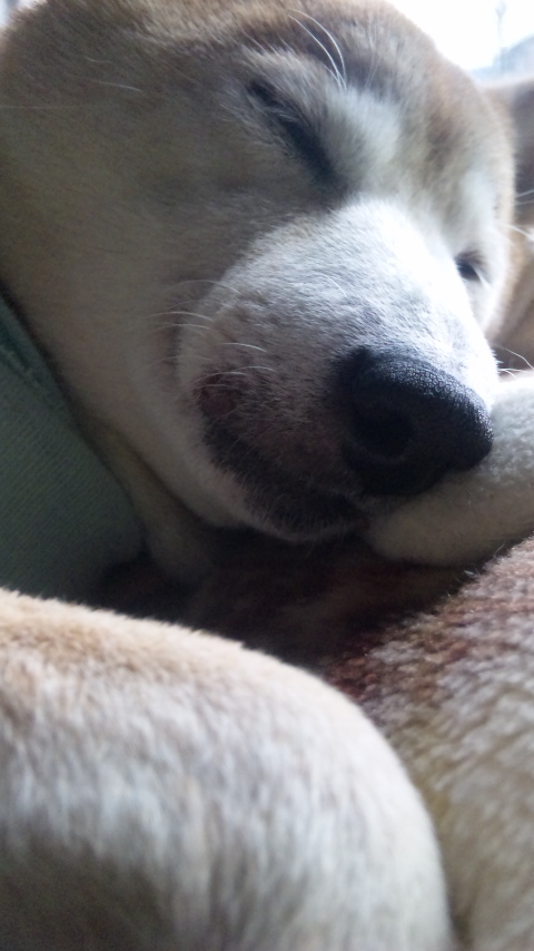 セナ