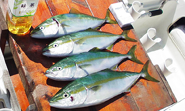 2008初イナダ.jpg