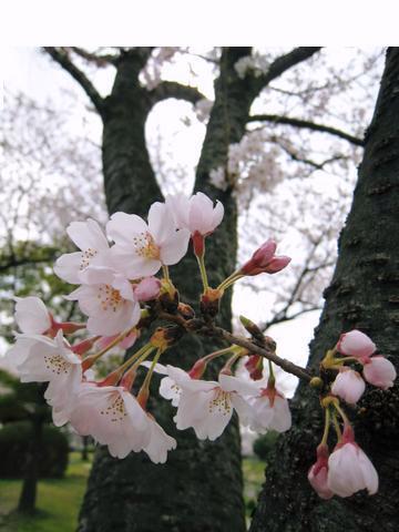 桜up2.jpg