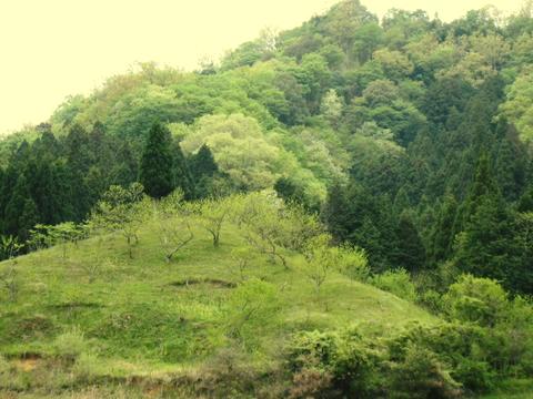080501-2星原.jpg