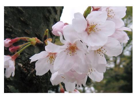 桜up3.jpg