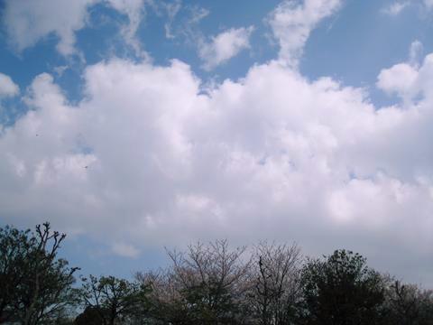 空桜3.jpg