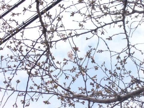 桜