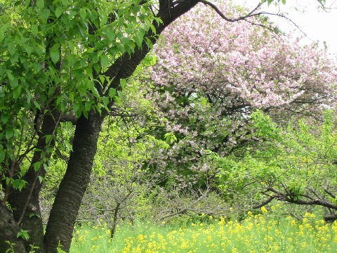 八重桜