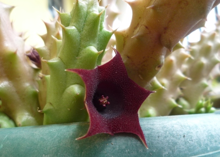 cactus.jpg