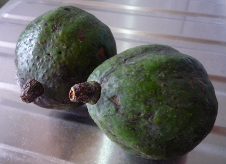 aguacate.jpg