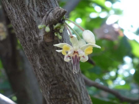 cacao.jpg