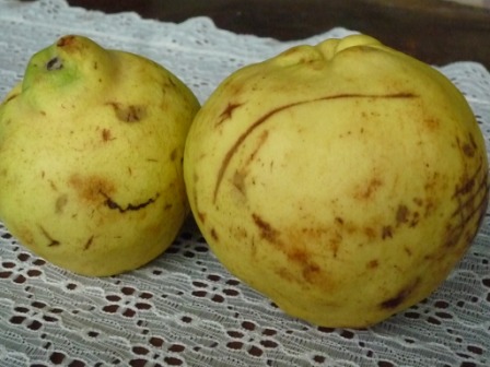 menbrillo.jpg