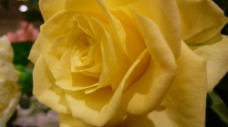 薔薇黄.jpg
