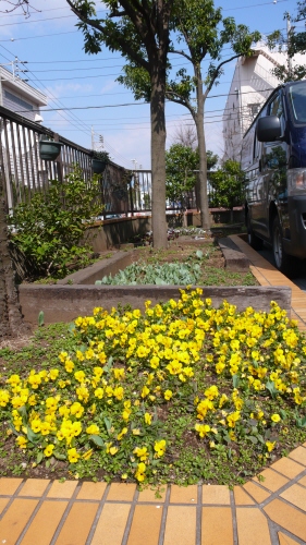 会社の庭(春).jpg
