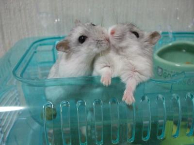 我が家のハム達