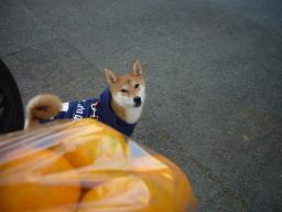 みかん買ったょ♪