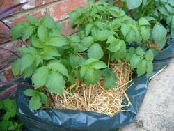 garden afterback.jpg