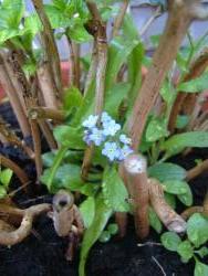 garden afterback hana2.jpg