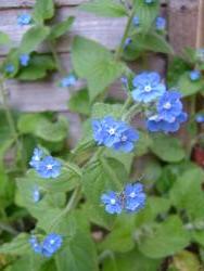 garden afterback hana1.jpg