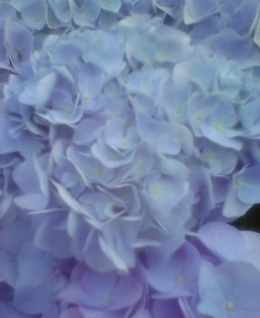 花６.jpg