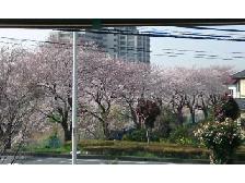 桜.jpg