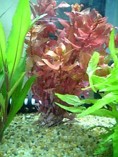 10/23 20センチ水槽の水草