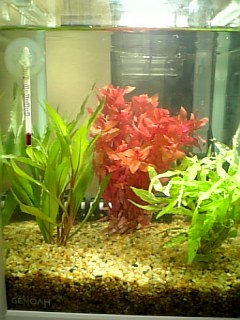 20cm水槽の水草