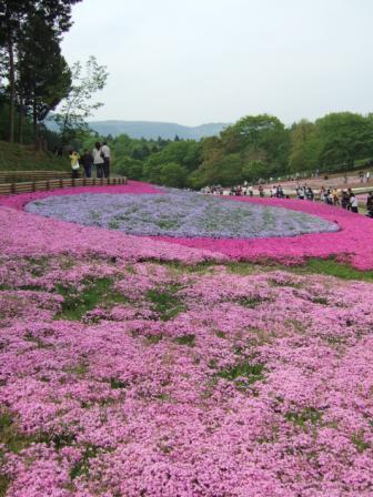 芝桜-005