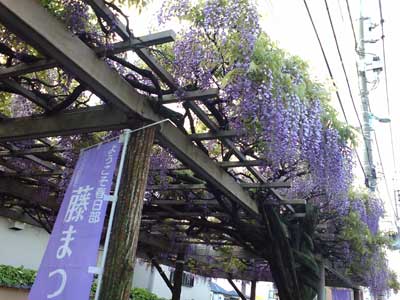 藤の花
