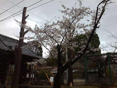 桜