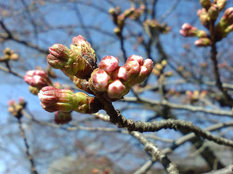 桜の蕾