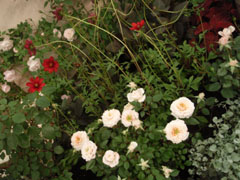 roseshow080518_6