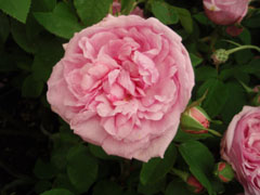 roseshow080517_5