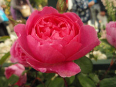 roseshow080519_1