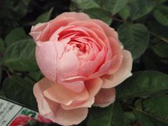 roseshow080519_2