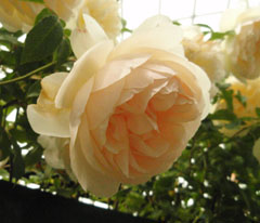 roseshow080519_3