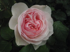 roseshow080519_4