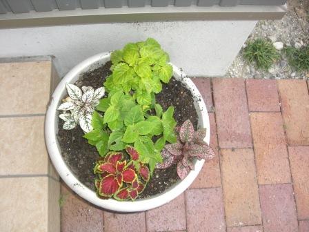 寄せ植え.JPG