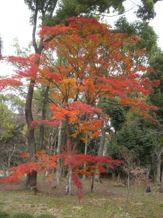 仁和寺４.JPG