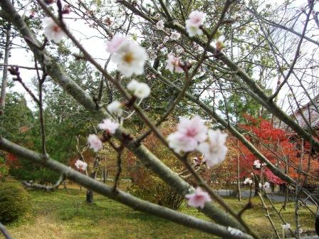 仁和寺の桜.JPG