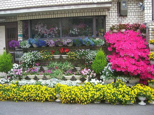 自宅の花03.JPG