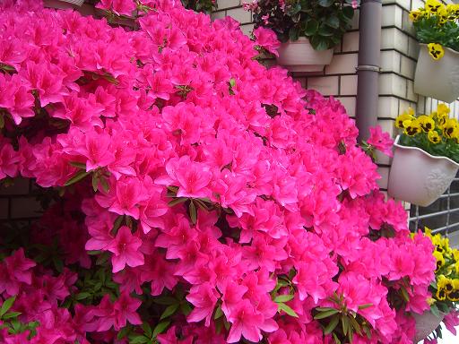 自宅の花04.JPG