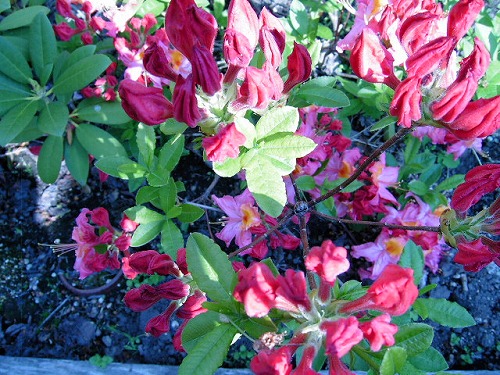 s-KICX0678.jpg