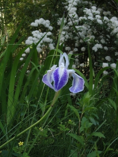 池横の菖蒲.JPG