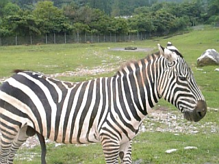 サファリパーク（しまうま）