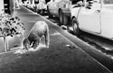 img653歩道犬121.jpg