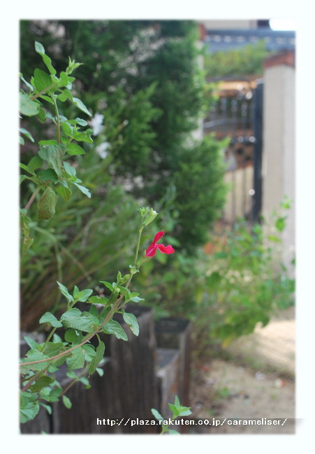 DSC_0041.jpg