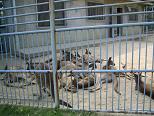 浜松市動物園 カンガルー